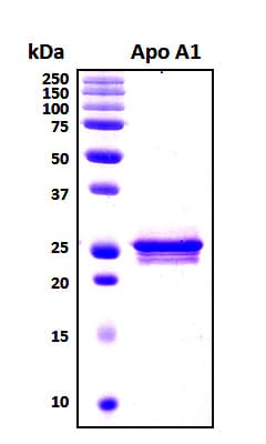 Human APOA1 / Apolipoprotein A 1 (Recombinant 6His, N-terminus)