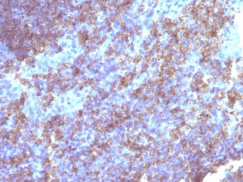 Monoclonal Mouse anti-Human CD45 / LCA Antibody (clone Bra55, Azide-free,BSA-free, IHC, IF)
