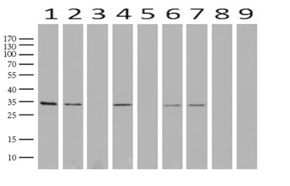 Monoclonal Mouse anti-Human GEMIN8 Antibody (clone UMAB185, IHC, WB)