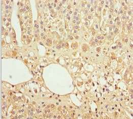 GAS2L1 Antibody