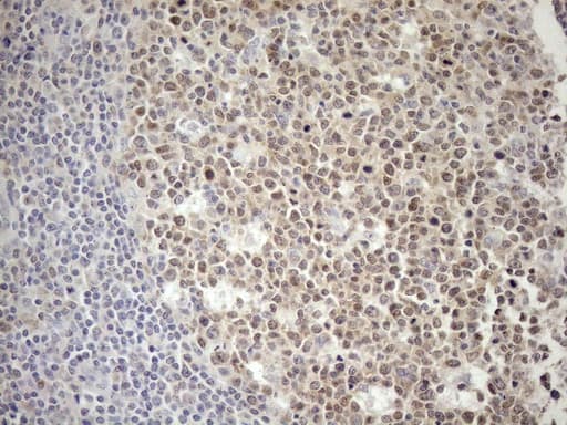 POU2AF1 / BOB1 Antibody (clone OTI4G7, Carrier-free)