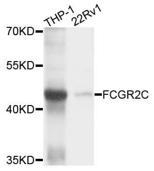 CD32C Antibody