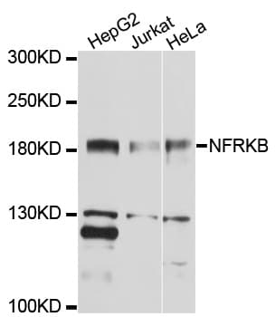 NFRKB Antibody
