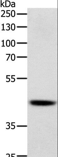 SOX7 Antibody