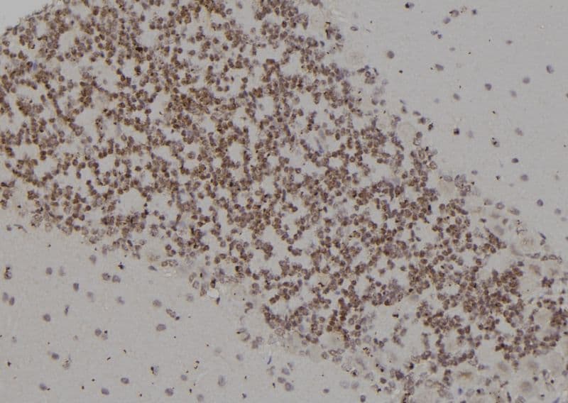 PSMC4 Antibody