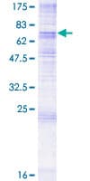 Human PTDSS1 Protein (Recombinant GST)