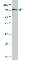 IRS4 Antibody (clone 5B9)