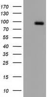 CDCP1 Antibody (clone OTI2G2)