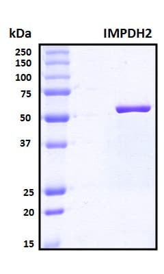 Human IMPDH2 Protein (Recombinant 6His, N-terminus)