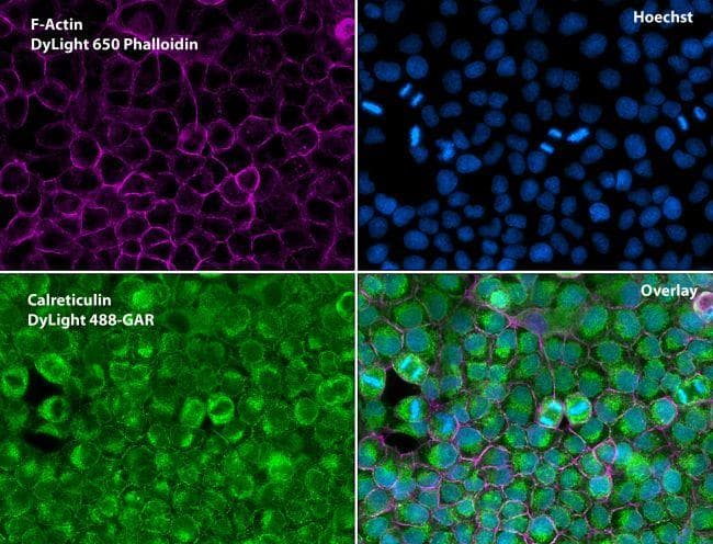 Polyclonal Goat Anti-Rabbit IgG Secondary Antibody (DY488, IHC, IF, WB)