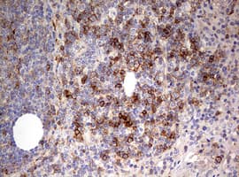 CD99 Antibody (clone OTI1D5)