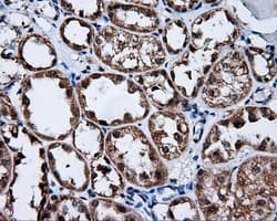 FKBP1A / FKBP12 Antibody (clone OTI3B3)