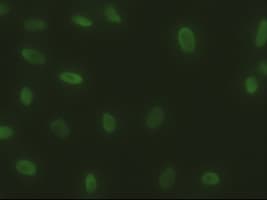 Monoclonal Mouse anti-Human SOX17 Antibody (clone OTI3H5, IF, WB)