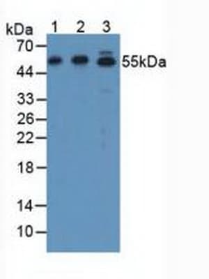 ATF7 Antibody (aa50-270, PE)