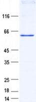 Human ZNF232 Protein (Recombinant His, N-Terminal)