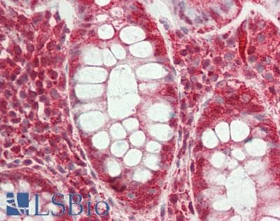SFRS7 / 9G8 Antibody (N-Terminus)