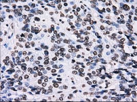ID3 Antibody (clone OTI15E3)