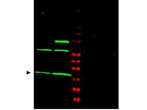 IHC-plus™ MAD2L1 / MAD2 Antibody (aa1-25)
