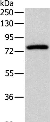 PRKCG / PKC-Gamma Antibody