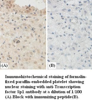 SP1 Antibody