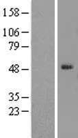 ELK4 Protein (Over-Expression Lysate Myc-DDK (Flag))