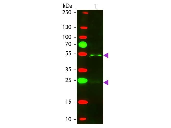 Donkey Anti-Goat IgG Secondary Antibody (TR)