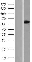 SAMD3 Protein (Over-Expression Lysate Myc-DDK (Flag))