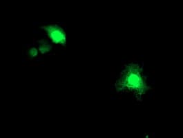 ASCC1 Antibody (clone OTI6G5)
