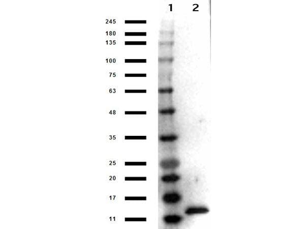 IL3 Antibody (HRP)