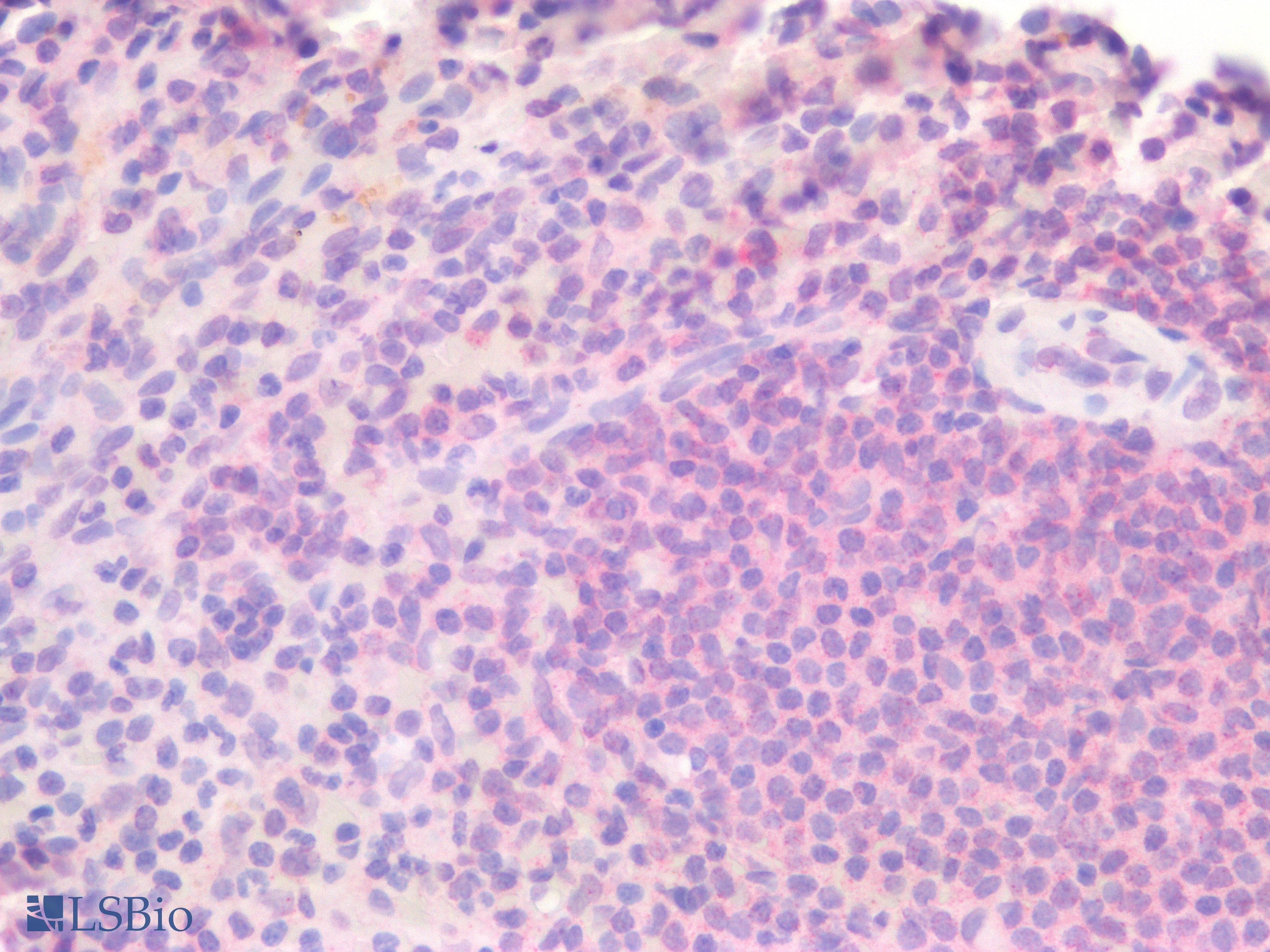 PathPlus™ BTLA / CD272 Antibody (clone 3D11)