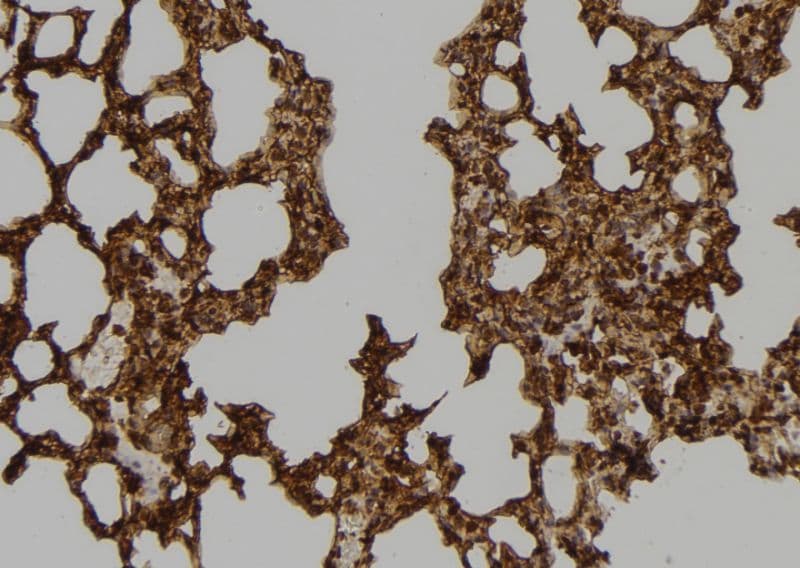 Polyclonal Rabbit anti-Human CENPT Antibody (IHC, WB)
