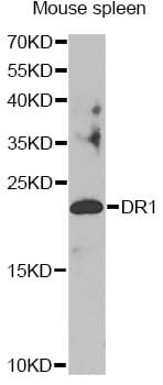 DR1 / NC2 Antibody