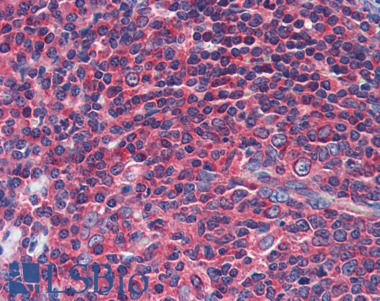 NPY1R Antibody (aa180-229)