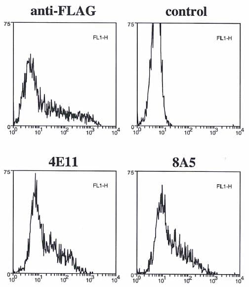 CASP4 / Caspase 4 Antibody (clone 4E11)