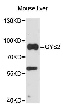 GYS2 Antibody