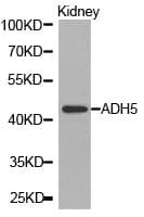 Polyclonal Rabbit anti-Human ADH5 Antibody (IHC, WB)