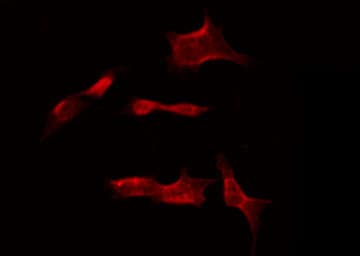 NSG1 Antibody