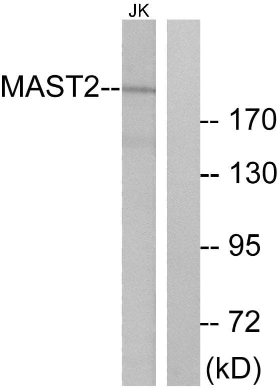 MAST205 / MAST2 Antibody