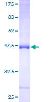 Human RLN1 / Relaxin Protein (Recombinant GST)