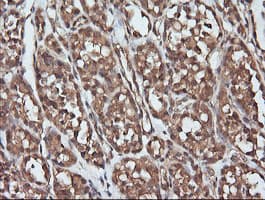 PARVA Antibody (clone OTI1H2, Carrier-free)