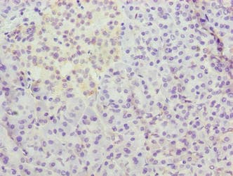 C12orf26 Antibody