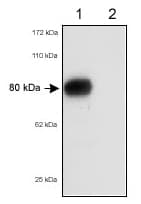 SCARB1 + SCARB2 Antibody (aa230-380)
