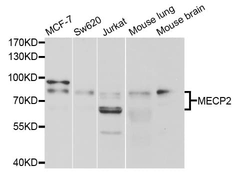 MECP2 Antibody