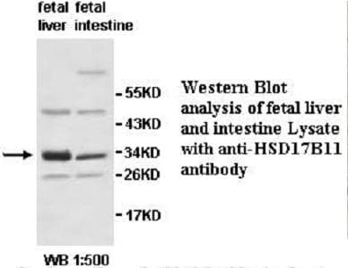 HSD17B11 Antibody (aa38-254)