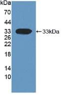 DKK1 Antibody