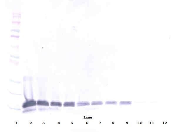 IL16 Antibody