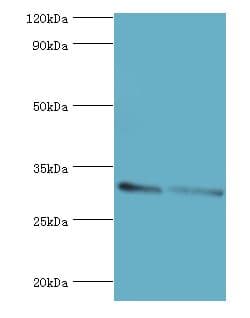 KCTD15 Antibody (aa1-234)