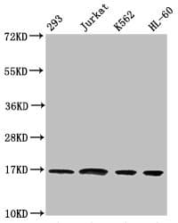 Polyclonal Rabbit anti-Human HIST1H3A Antibody (IF, WB)