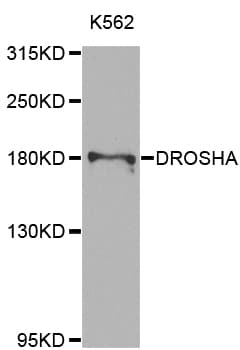 DROSHA / RNASEN Antibody