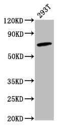 GBP4 / Mpa2 Antibody